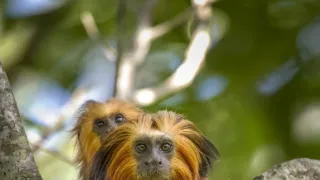 Zázračná planeta: Velká putování malých živočichů (2/3)