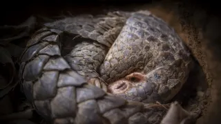 Zázračná planeta: Velká putování malých živočichů (2/3)