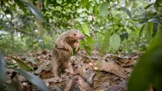 Zázračná planeta: Velká putování malých živočichů (2/3)