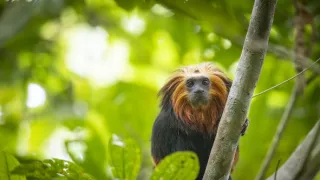 Zázračná planeta: Velká putování malých živočichů (2/3)