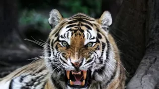 Zvířecí výzbroj (4)