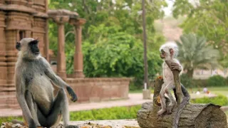 Zázračná planéta: Špionáž v divočine (1/4)