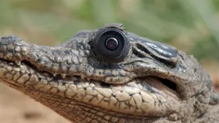 Zázračná planéta: Špionáž v divočine (1/4)