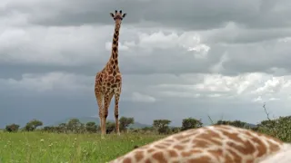 Zázračná planéta: Špionáž v divočine (1/4)