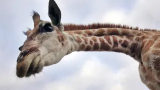 Zázračná planéta: Špionáž v divočine (1/4)