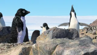 Zázračná planéta: Špionáž v divočine (1/4)