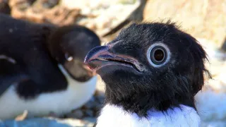 Zázračná planéta: Špionáž v divočine (1/4)