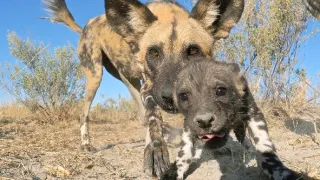 Zázračná planéta: Špionáž v divočine (1/4)
