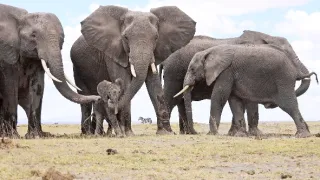 Zázračná planéta: Špionáž v divočine (1/4)