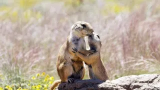 Zázračná planéta: Špionáž v divočine (1/4)