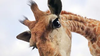 Zázračná planéta: Špionáž v divočine (1/4)