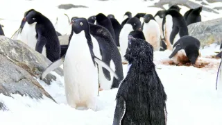 Zázračná planéta: Špionáž v divočine (1/4)