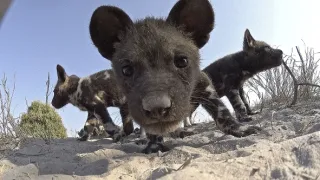 Zázračná planéta: Špionáž v divočine (1/4)