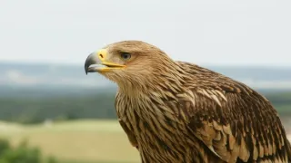 Nebeští lovci: Jestřábi, káně a orli