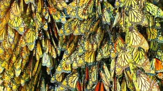 Záhady zvieracích zhromaždení