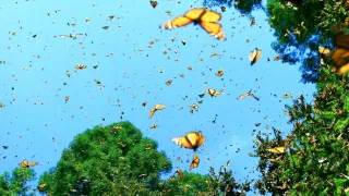 Záhady zvieracích zhromaždení