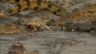 Největší zabijáci Afriky (1)