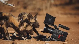 Dcéry a synovia divočiny (5/5)