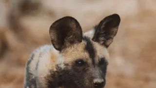 Dcéry a synovia divočiny (5/5)