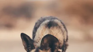 Dcéry a synovia divočiny (5/5)