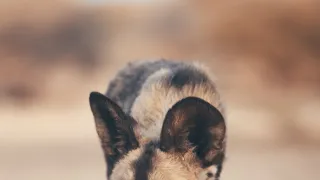 Dcéry a synovia divočiny (5/5)