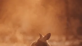 Dcéry a synovia divočiny (5/5)