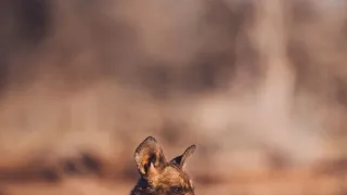 Dcéry a synovia divočiny (5/5)