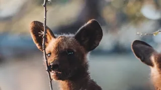 Dcéry a synovia divočiny (5/5)