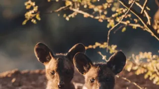 Dcéry a synovia divočiny (5/5)