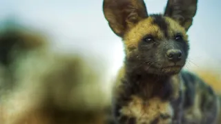 Dcéry a synovia divočiny (5/5)