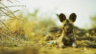 Dcéry a synovia divočiny (5/5)