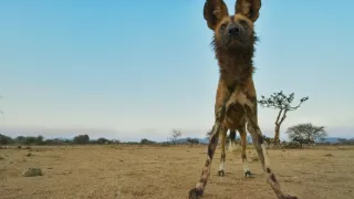 Dcéry a synovia divočiny (5/5)