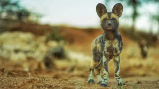 Dcéry a synovia divočiny (5/5)