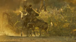 Dcéry a synovia divočiny (5/5)