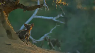 Dcéry a synovia divočiny (5/5)