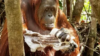 Špionáž v divočine (2/4)