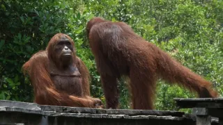 Špionáž v divočine (2/4)