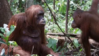 Špionáž v divočine (2/4)