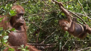 Špionáž v divočine (2/4)