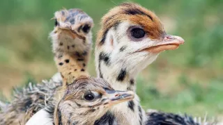 Špionáž v divočine (2/4)