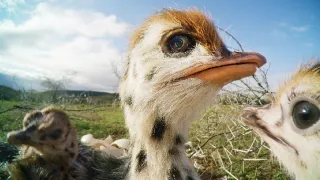 Špionáž v divočine (2/4)