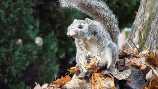 Špionáž v divočine (2/4)