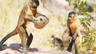 Špionáž v divočine (2/4)