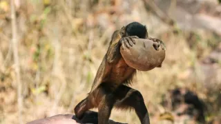 Špionáž v divočine (2/4)