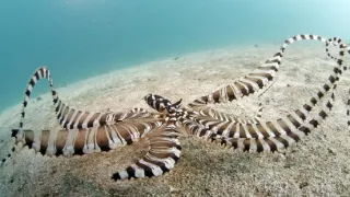 Zázračná planeta: Zvířecí špioni pod hladinou (2/4)