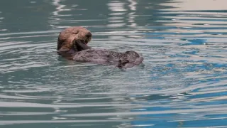 Aljaška, nekonečná země