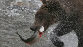Aljaška, nekonečná země