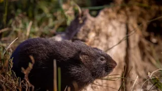 Zázračná planeta: Velká putování malých živočichů (3/3)