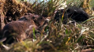 Zázračná planeta: Velká putování malých živočichů (3/3)
