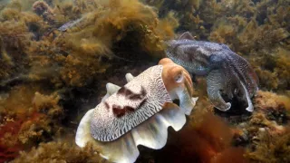 Zázračná planeta: Zvířecí špioni pod hladinou (2/4)